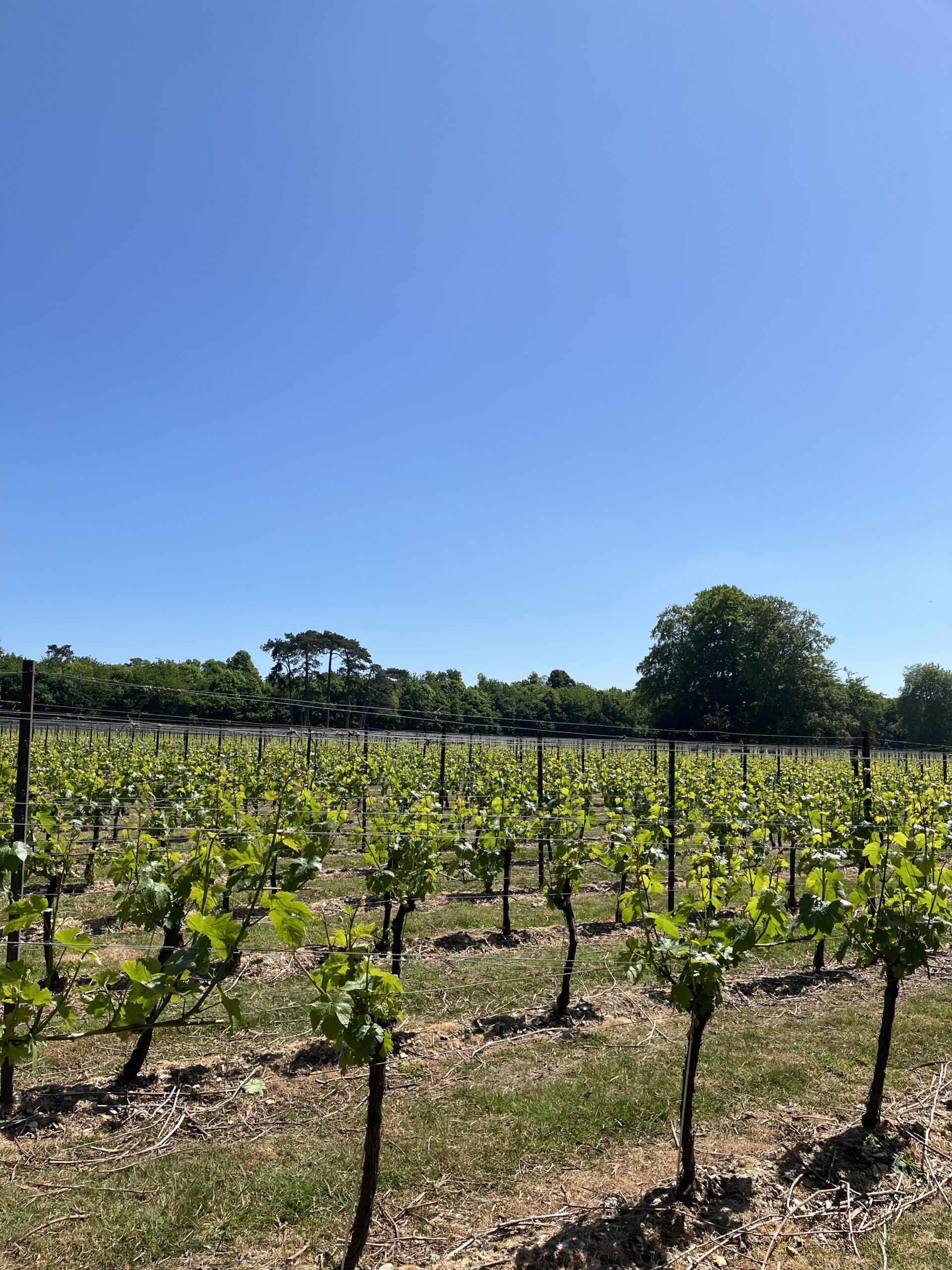 Exploring English Wine; A Vineyard Experience in Ashling Park