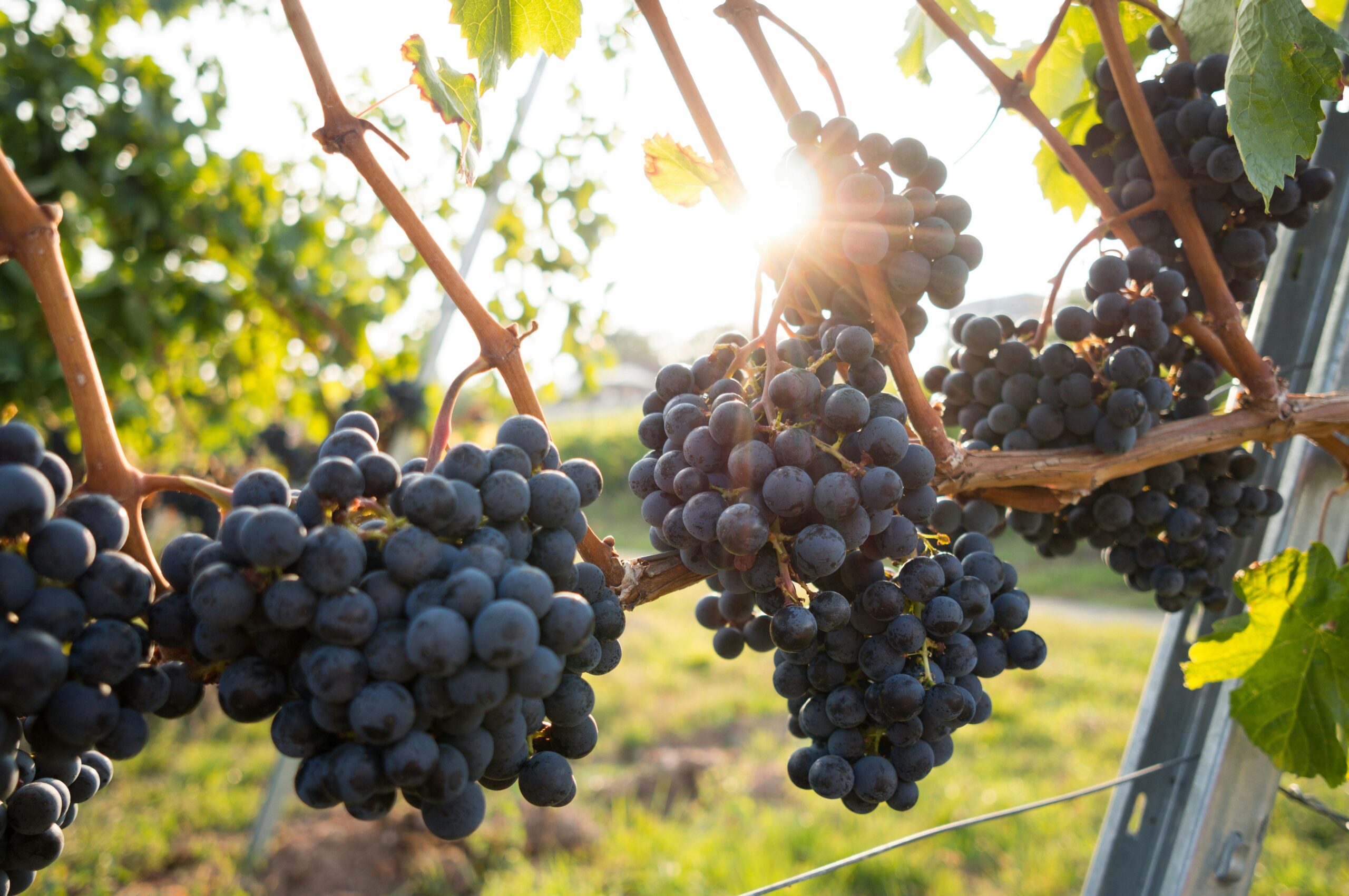 Stanlake Park Wine Estate Tour & Tasting